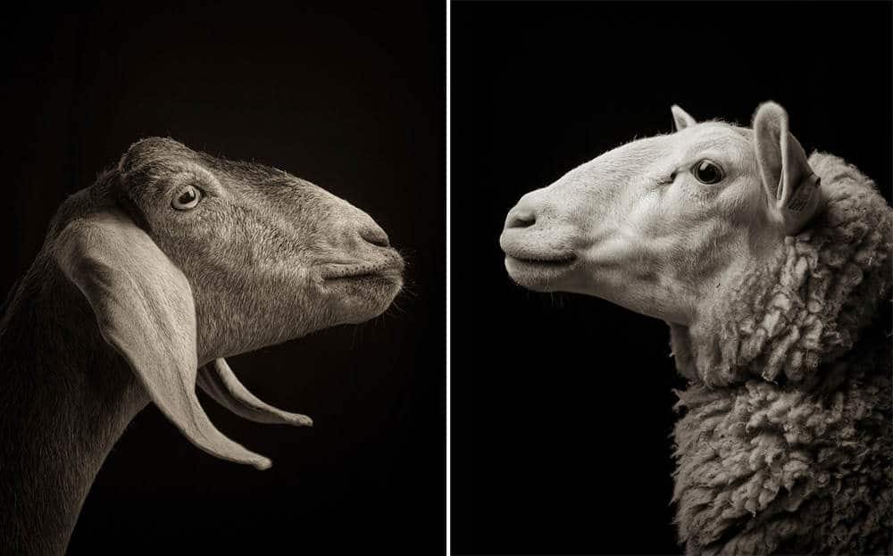 Schapen en geiten in zwart-wit