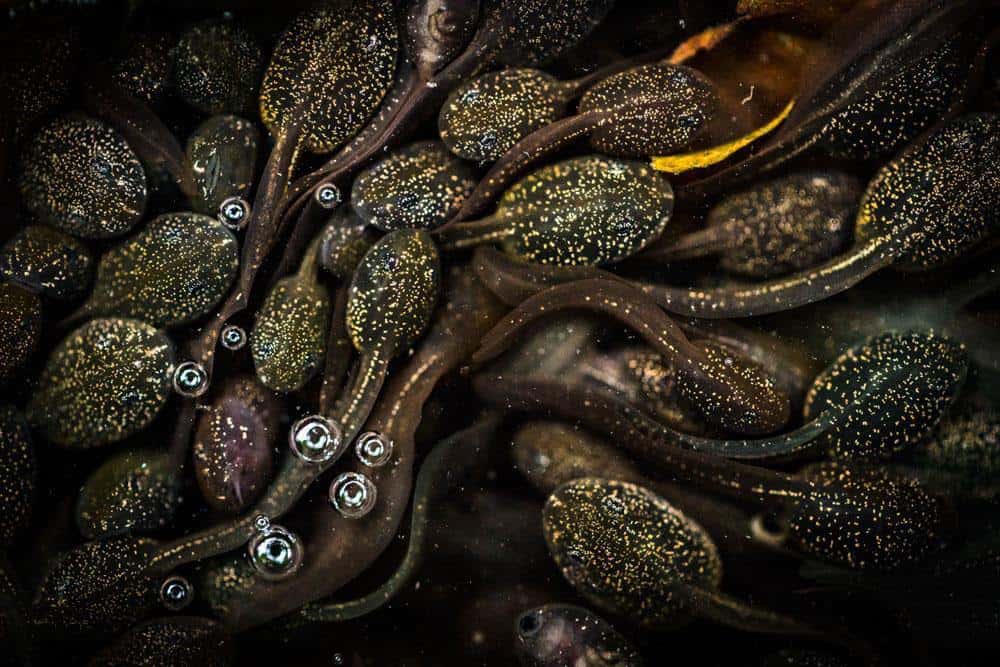 Kikkervisjes, Bristol, Engeland. Door Jeanette Sakel