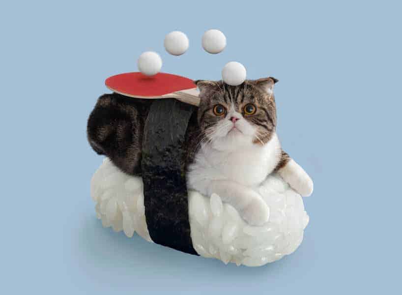 kat met zeewier en rijst