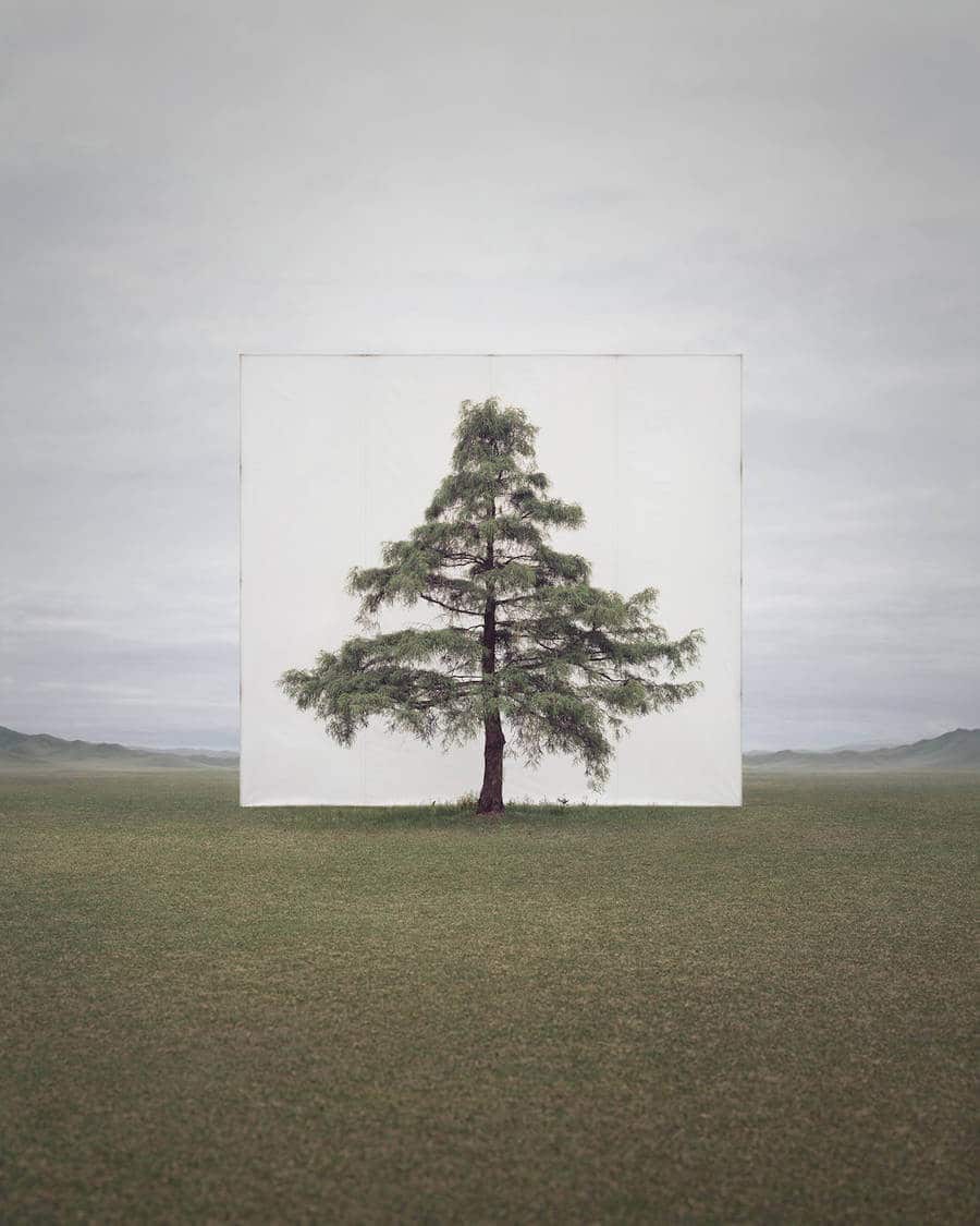 boom voor canvas