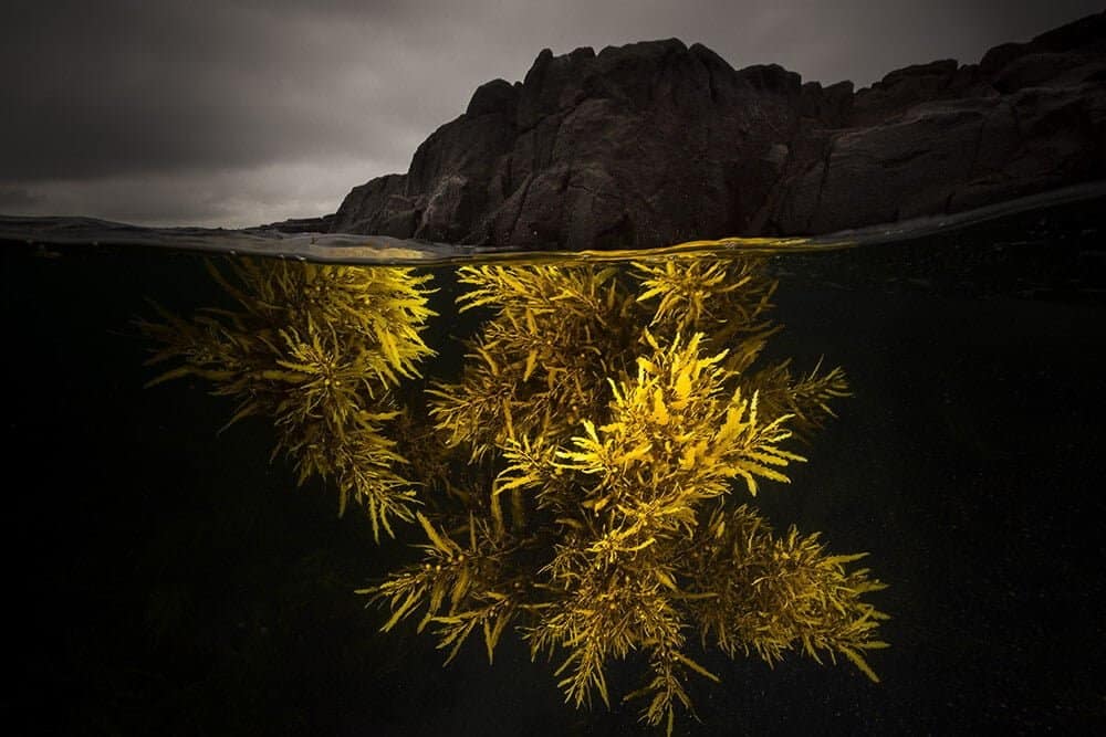 “A Splash of Yellow” – Sargassum-wier, Bushranger Bay, NSW Australië