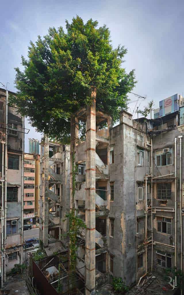bomen in Hong Kong