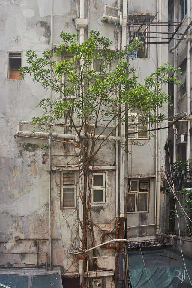 bomen in Hong Kong